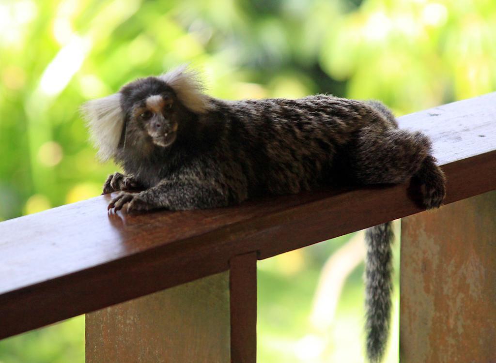 Eco Pousada Paraiso Dos Coqueirais Japaratinga Luaran gambar