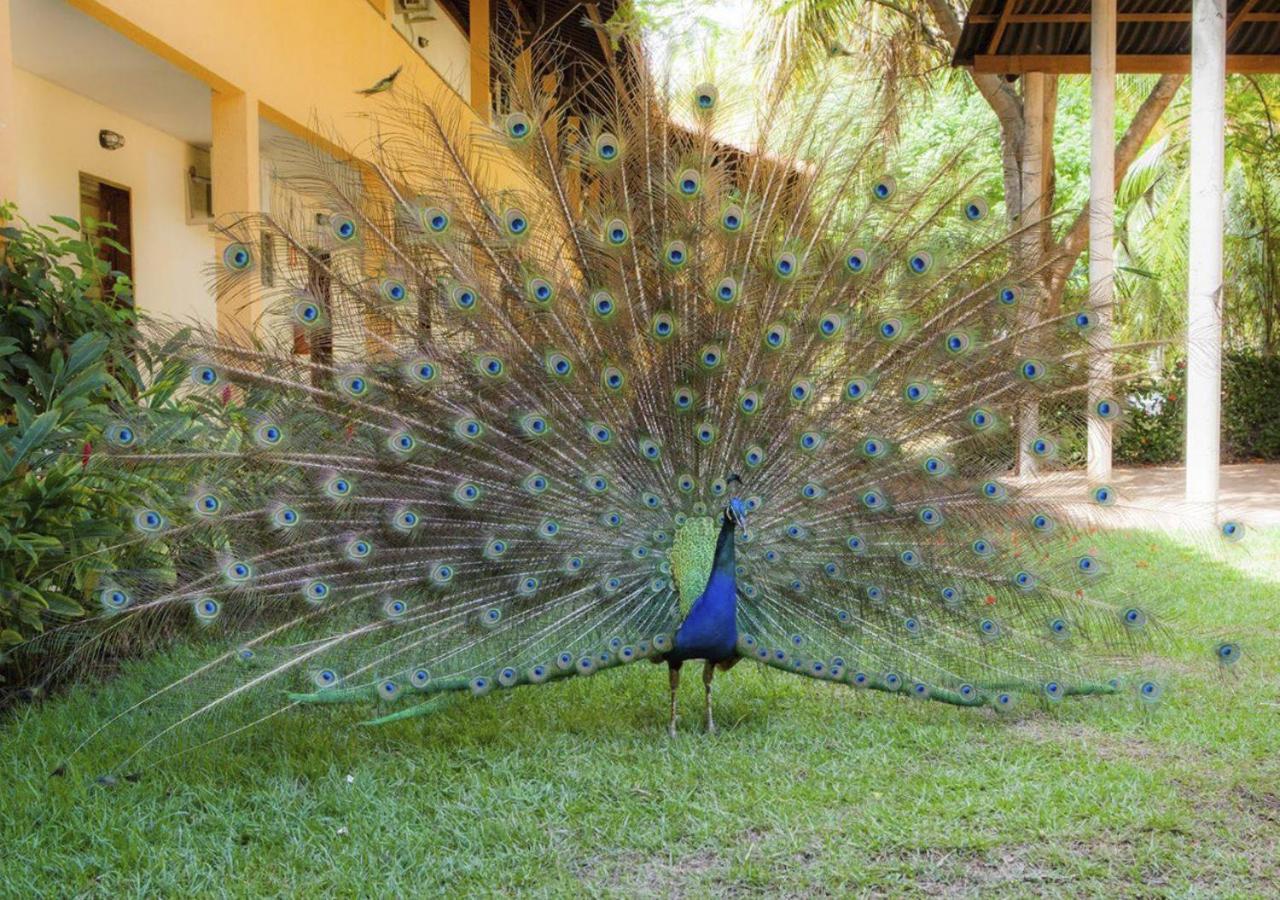 Eco Pousada Paraiso Dos Coqueirais Japaratinga Luaran gambar