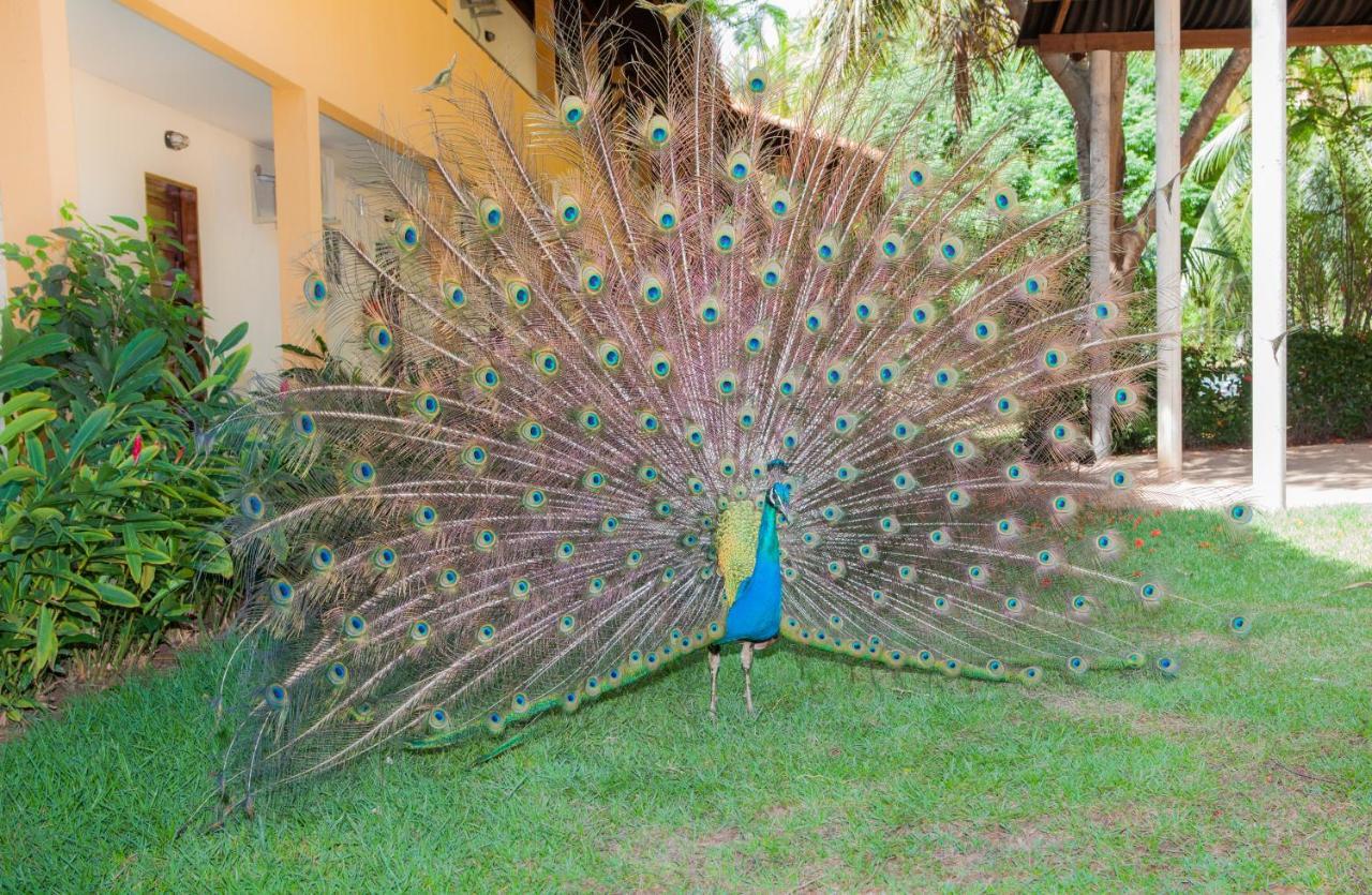 Eco Pousada Paraiso Dos Coqueirais Japaratinga Luaran gambar