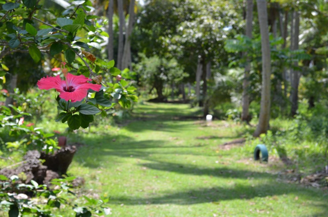 Eco Pousada Paraiso Dos Coqueirais Japaratinga Luaran gambar